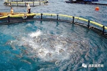 水產(chǎn)養(yǎng)殖技術(shù)、專(zhuān)業(yè)介紹及就業(yè)前景分析